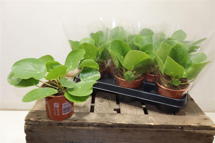 <h4>arr8 Pilea Peperomioides</h4>