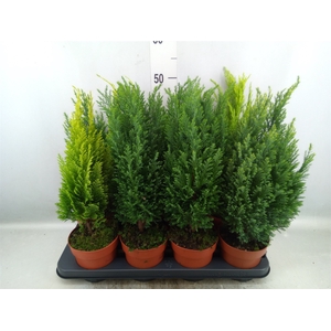 Conifers   ...mix