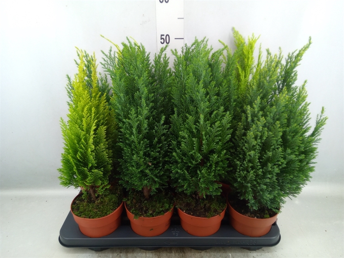 Conifers   ...mix