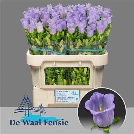 <h4>Campanula Champion Lavender</h4>