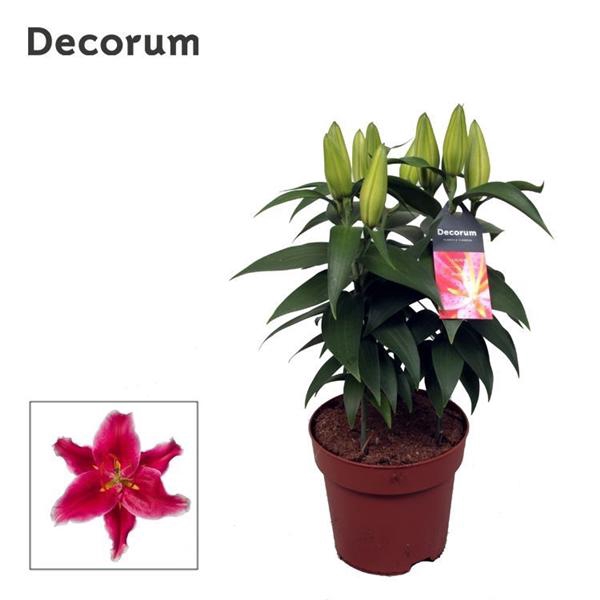 <h4>Lilium Or Starlight Express</h4>