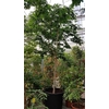 Overig planten