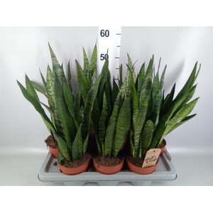 Sansevieria zeylanica