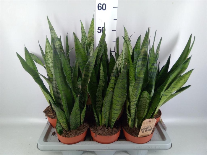 <h4>Sansevieria zeylanica</h4>