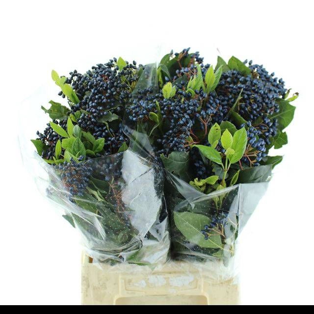 <h4>VIBURNUM MET BES BOS</h4>