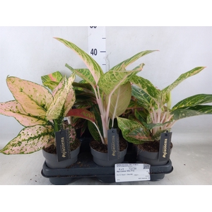 Aglaonema   ...
