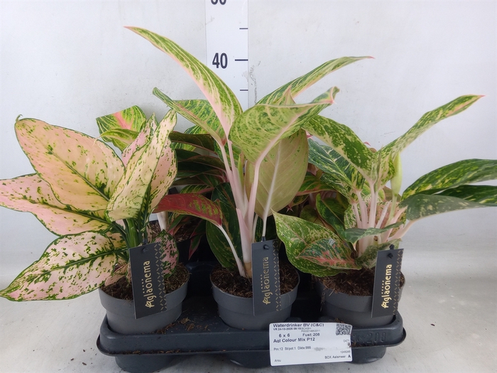 <h4>Aglaonema   ...</h4>