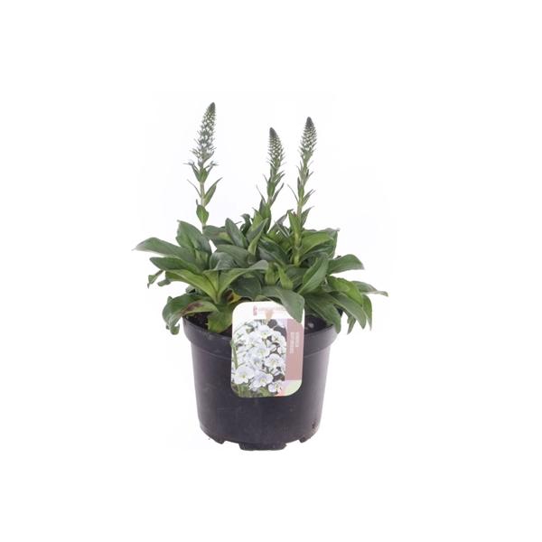 <h4>Veronica gentianoides</h4>