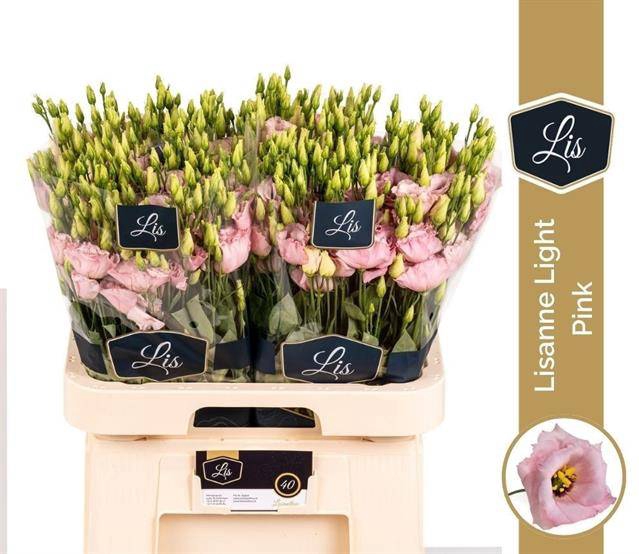 <h4>EUS G LISANNE L PINK PROMO</h4>