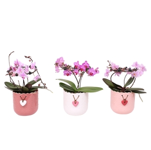 Phal. Multi vorm mix 