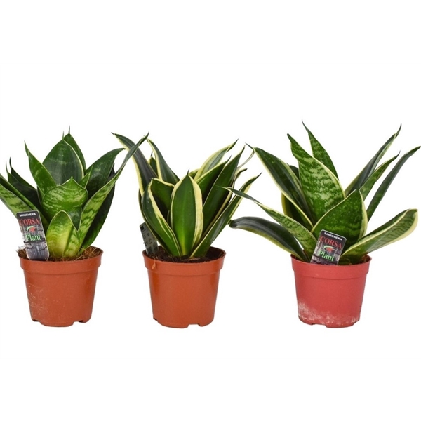 <h4>Sansevieria hahnii mix</h4>