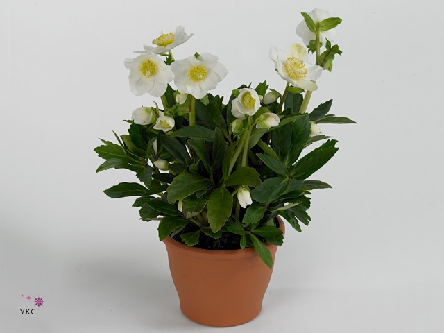 HGC Helleborus Niger selectie in stenen pot