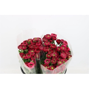 Ran Elegance Hot Pink