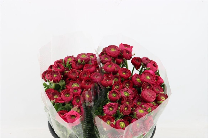 <h4>Ran Elegance Hot Pink</h4>