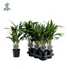 KENTIA - P13 H50 - 6PP - Air So Pure (Howea forsteriana)