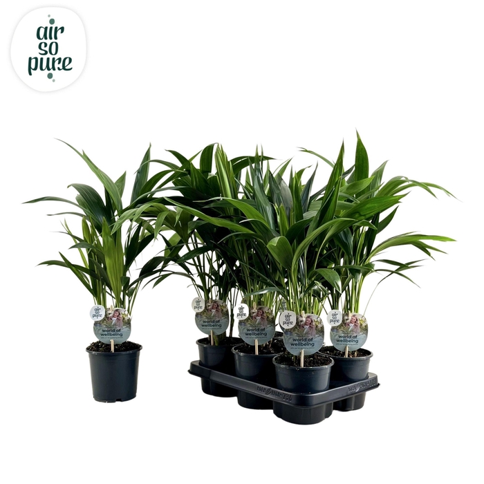 KENTIA - P13 H50 - 6PP - Air So Pure (Howea forsteriana)