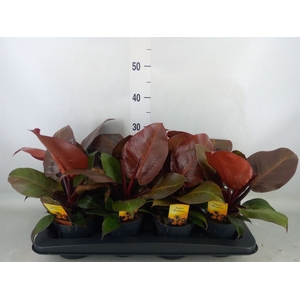 Philodendron   ...