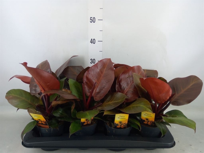 <h4>Philodendron   ...</h4>