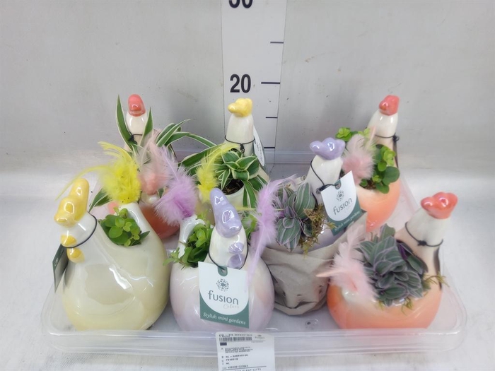 <h4>Arr. Pasen H%</h4>