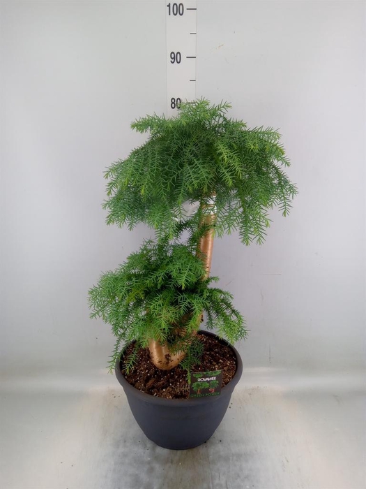 <h4>Araucaria   ...</h4>