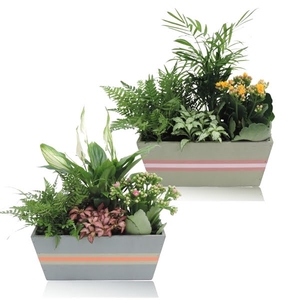 Collectie Jessy Arrangement Hyacint in Houten bak 25 cm