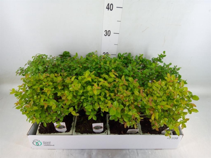 <h4>Bonsai ...mix</h4>