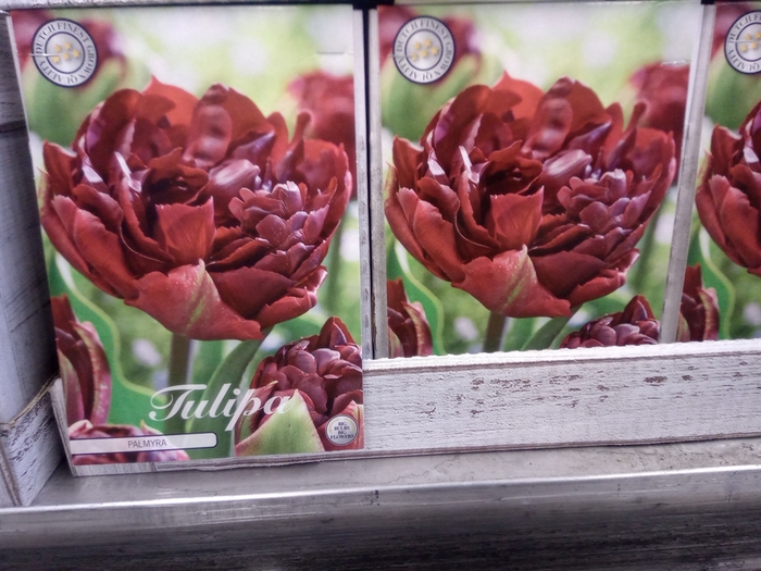 <h4>Tulipa   ...flowerbulbs</h4>