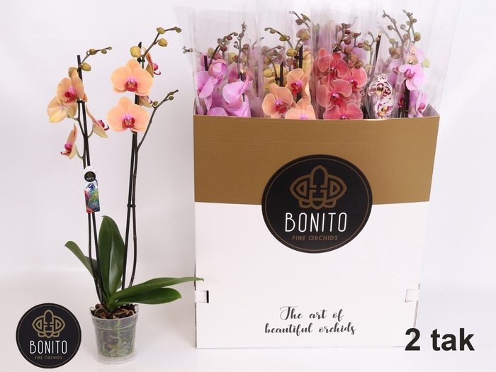 <h4>PHAL GEM 8 KL</h4>