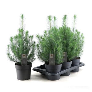 PINUS SILVER CREST