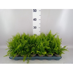 Nephrolepis exal. 'Green Delight'