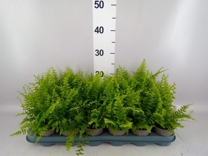 <h4>Nephrolepis exal. 'Green Delight'</h4>