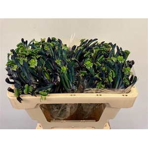 ANIGOZ CEL MASQUERAD