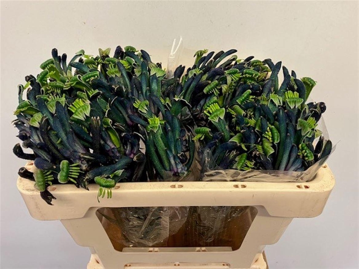 <h4>ANIGOZ CEL MASQUERAD</h4>