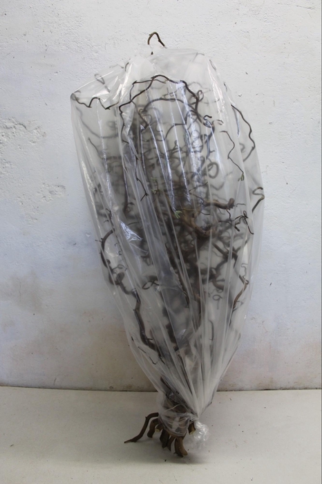 <h4>Coryl Av Contorta</h4>