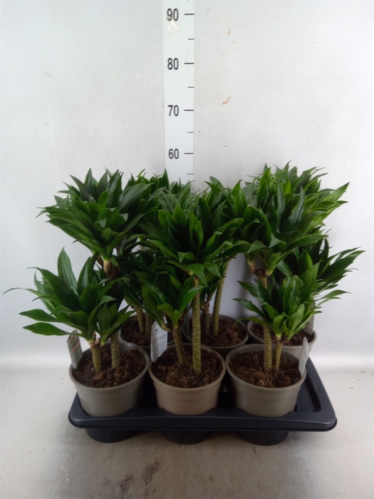 <h4>Dracaena frag. 'Compacta'</h4>