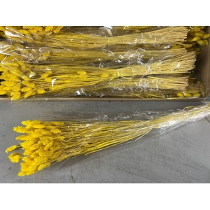 DF Phalaris Bs Yellow 100g