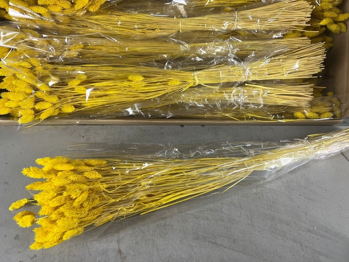 <h4>DF Phalaris Bs Yellow 100g</h4>