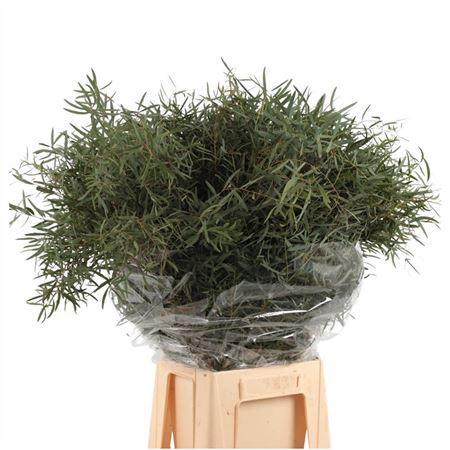 <h4>Euca Nicoly 300gr P Bunch</h4>