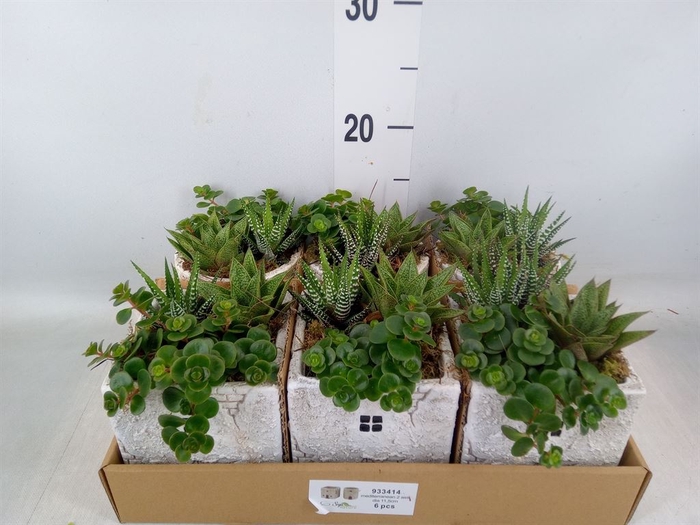 <h4>Arr.   Kamerplant Groen L%</h4>