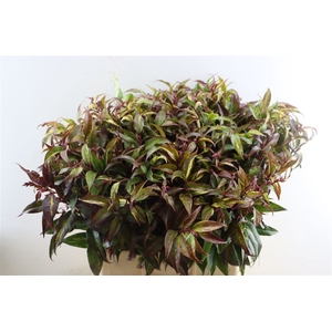 Leucothoe Fonta Rainbow