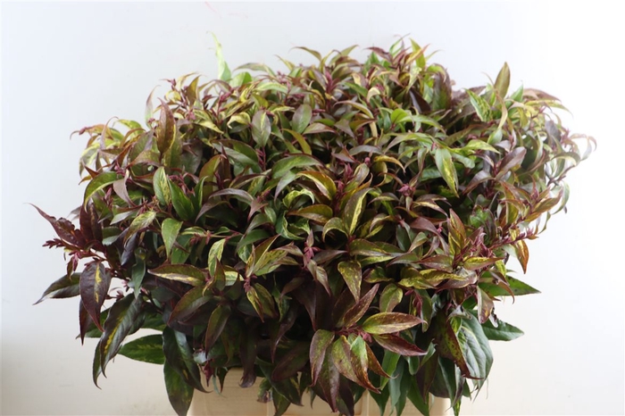 <h4>Leucothoe Fonta Rainbow</h4>