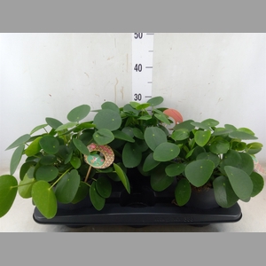 Pilea peperomoides