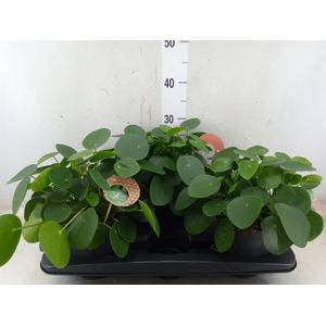 Pilea peperomoides