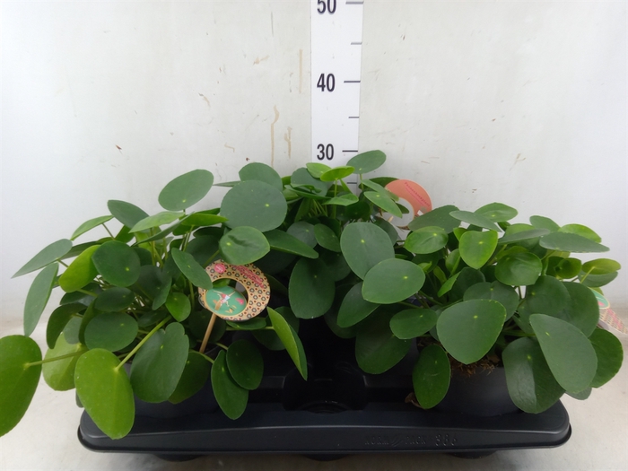 <h4>Pilea peperomoides</h4>