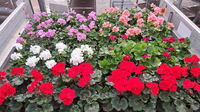 <h4>PEL ZON MIXK stock</h4>