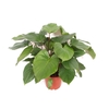 Homalomena Maggy