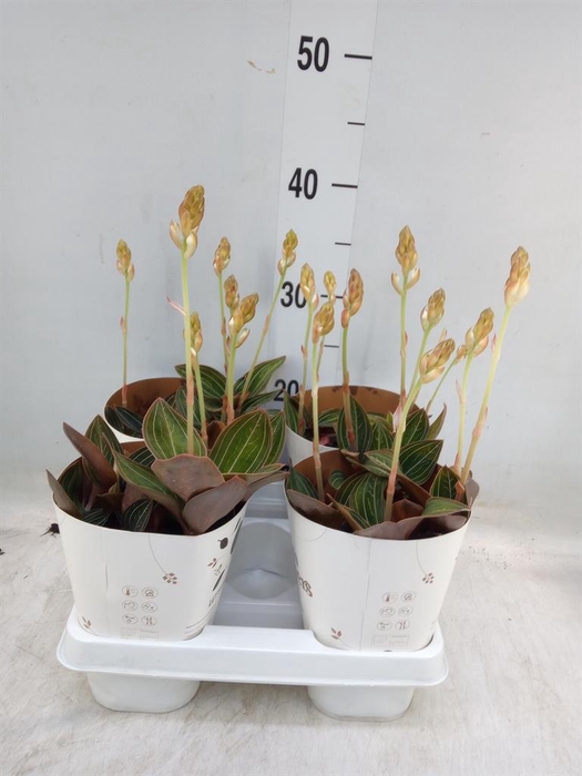 <h4>Ludisia discolor</h4>