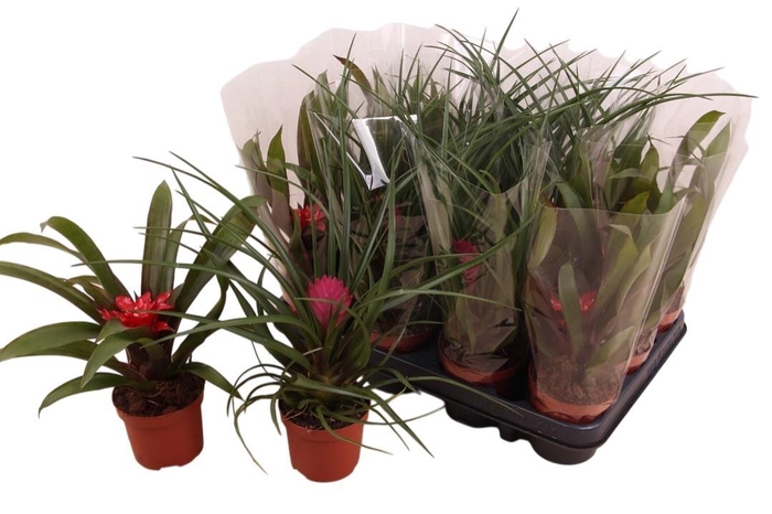 <h4>BROMELIA GEM</h4>