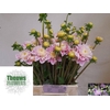 Dahlia Sweet Love