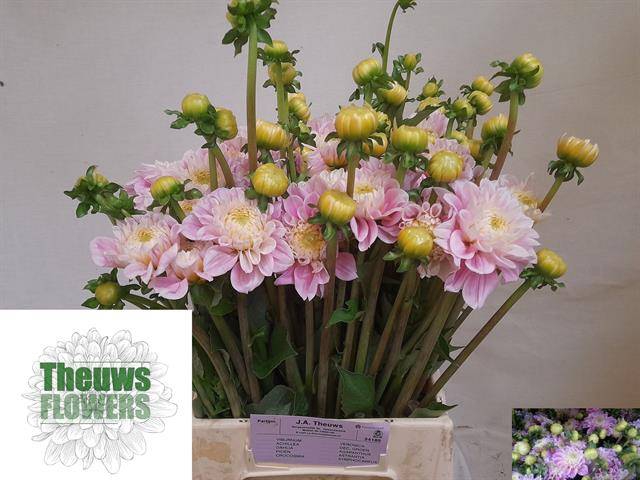 Dahlia Sweet Love